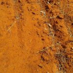 the red soil of the Western Darling Downs