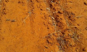 the red soil of the Western Darling Downs