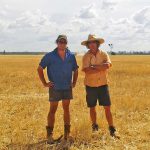 Angus &Myles in the field of wheat - in the background the harvester raises dust