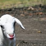 Baby lamb