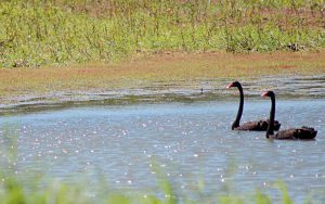 Black swans on the lagoon