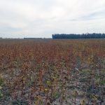 Gary's buckwheat suffered due to the dry season