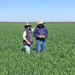 Geoff with his wife Shirl in their recent wheat crop