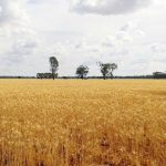 The crop is ready for harvest