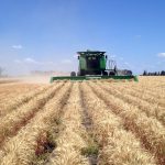 Harvesting the wheat
