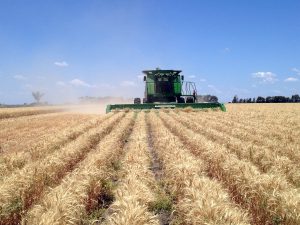 Harvesting the wheat