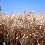Graham's wheat