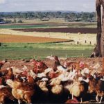 View of cropland with contented chickens ranging in the foreground.