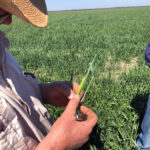 Inspecting the head of ripening wheat