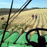 Graham out in the wheat with Peter while Gordo films