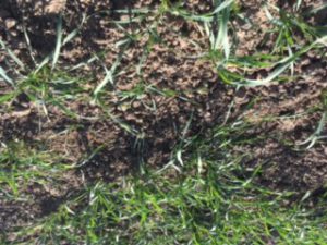 KAMUT khorasan is planted to be harvested at the end of the year.