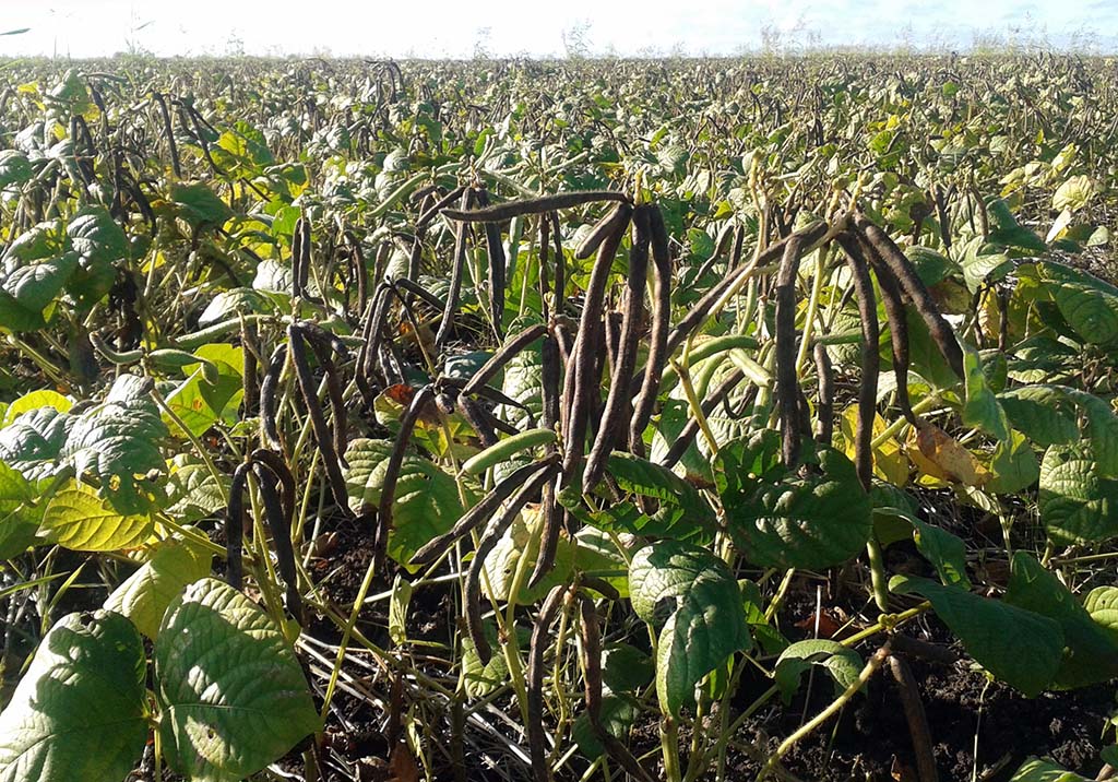 Mung beans ready for harvest