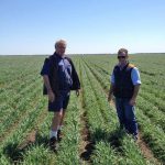 Mike and Rob inspecting the young wheat crop