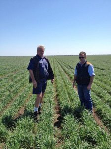 Mike and Rob inspecting the young wheat crop