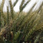 By August the wheat crop has come to head. Here you can see the grains forming