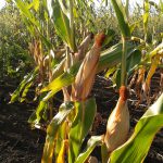 Corn grows through summer and is harvested around June