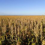 By June Mike's white sorghum is fully grown
