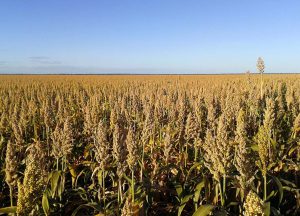 By June Mike's white sorghum is fully grown
