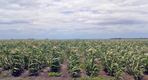 Mike's white sorghum crop in the field