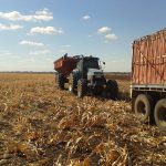 谷物从粮食车上被转移到卡车上，然后运往工厂。