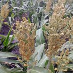 The heads of sorghum are ready to harvest