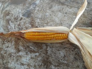 A head of maize looks like sweetcorn but you can't boil it and eat it!