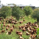 More happy chickens roaming across the property