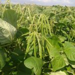 Mung beans pods start to appear on the plants