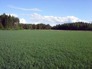Oat growth by June
