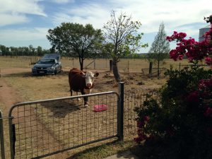 Pebbles the cow wants to know what's up