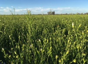The linseed crop is not yet mature