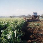 Cultivating the land to prepare for the next season's crop.