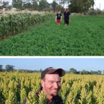 In the sorghum fields
