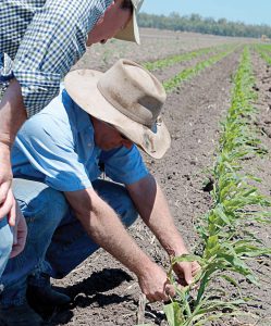 Steve passes along some of his experience with popcorn as he & Rob inspect the young crop.