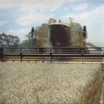 Harvesting the wheat