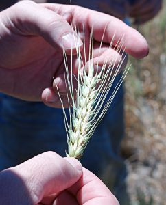 An almost mature head of wheat just prior to harvesting (note there is still some green in the plant).