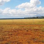 The wheat crop fenced off from what the cattle get to eat!
