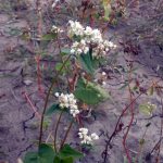 The buckwheat flowering indicates it's ready for harvest