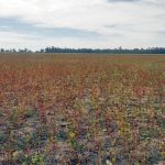 Buckwheat is ready for harvest