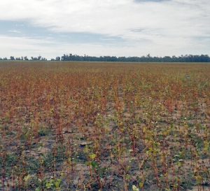 Buckwheat is ready for harvest