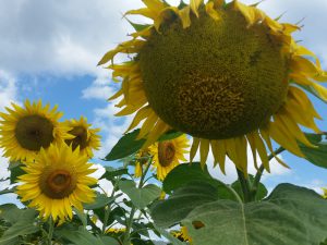 The heads of ripe sunflowers
