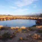 Cattle drinking on the dam in the early morning