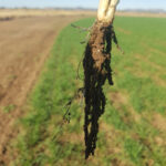 Crop with healthy roots