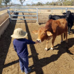 Ricky greets the cattle in the yards