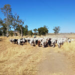 Matt musters the cattle