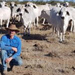 Matt with the cattle in the paddock