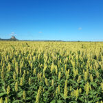 The mature sorghum crop is close to harvest