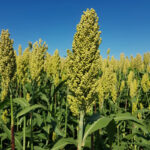 A detail of the head of a mature sorghum plant